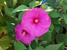 BEAUTIFUL Hardy Luna Hibiscus Seeds, HOT PINK, package of 30, LARGE FLOWERS
