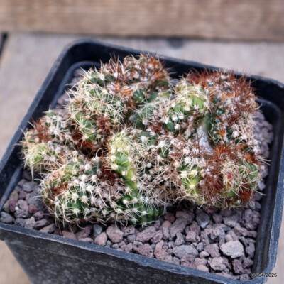 A9196 NOTOCACTUS UEBELMANNIANUS MONSTER pot10-H5-W10 cm MaMa Cactus
