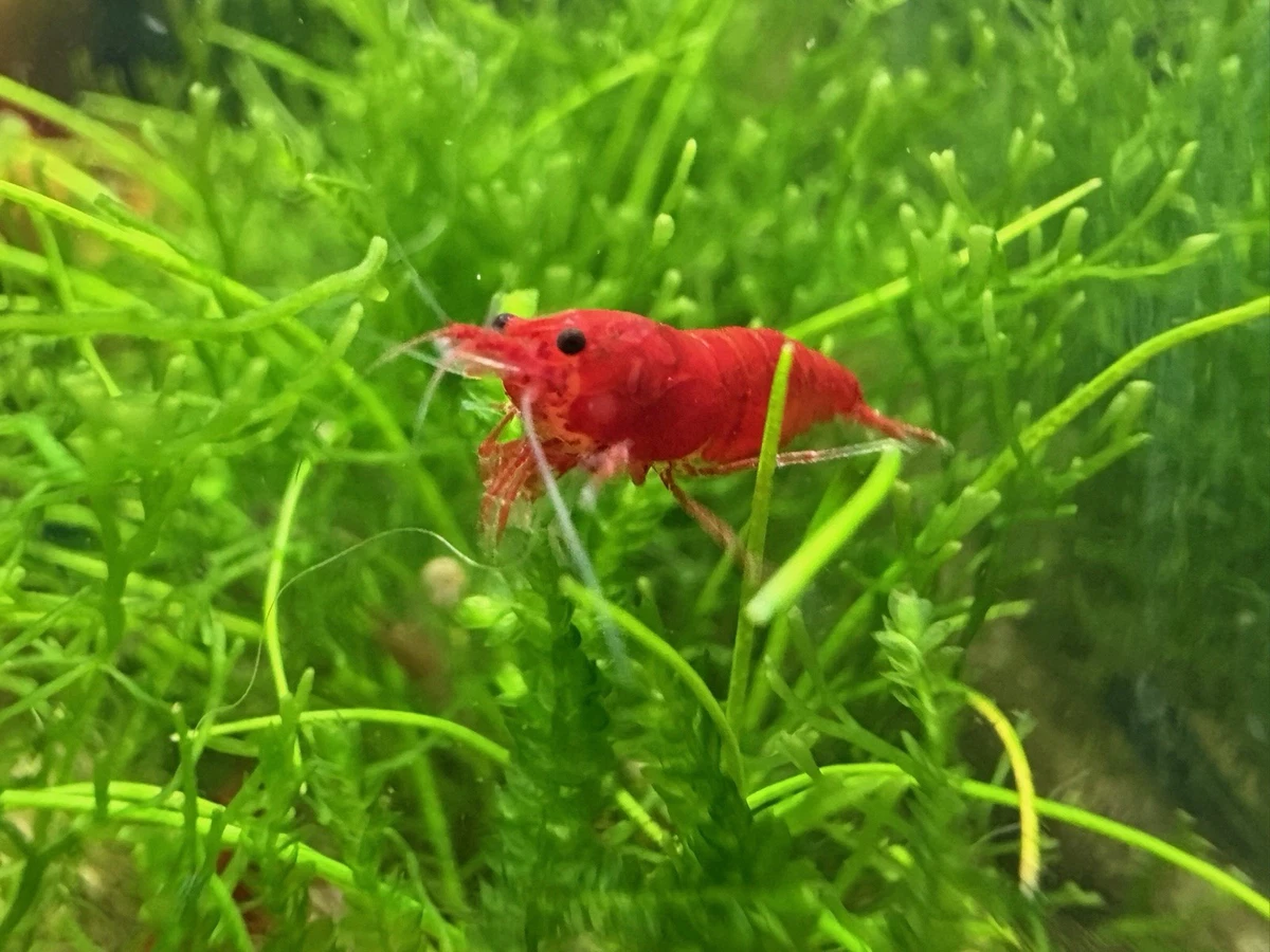Live Aquarium Shrimps | eBay