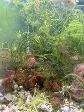 Buy 2 get one free-Christmas moss - Live Aquarium Plant
