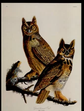 Audubon's Horned Owl Print 15x12