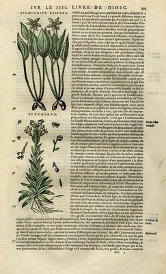 Antique Print-Daffodil-Loosestrife-Lichwort-Mattioli-p. 595-Anonymous-1572