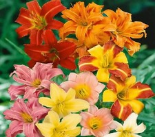 Pretty Day lily Mixed Imported Flower Bulbs pack of 2 bulbs