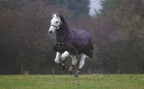 Masta Horse Exercise Sheets