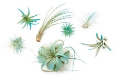 Teal Blue Tillandsia Air Plants Colorful, Easy Care Live Home Garden Decor