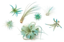 Teal Blue Tillandsia Air Plants – Colorful, Easy Care Live Home & Garden Decor