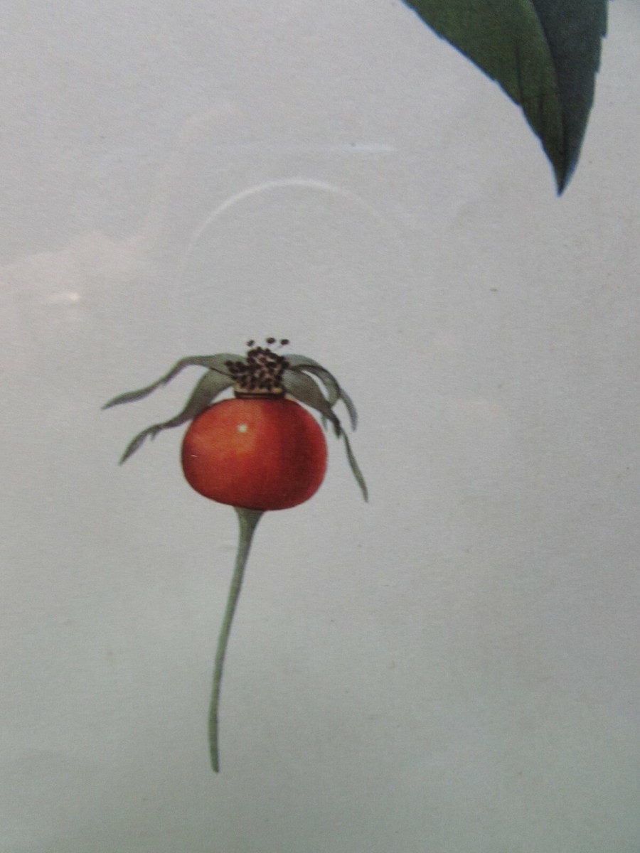 Vintage Lithograph Pink Rose From Pierre Joseph Redoute's