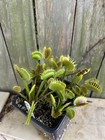 Venus Flytrap Giant I3 -  Carnivorous Plant - Rare🔥🔥🔥 — photo 4