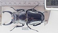 D54415. Insects, Lucanidae: Odontolabis Siva sp. Vietnam North. Big
