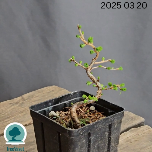 Larix Decidua Bonsai Outdoor Prebonsai di Larice in Vaso da Coltivazione 12cm - Video 1 di 1