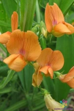 50+ Lathyrus annuus 'Mrs R. Penney' Annual Sweet Pea Seeds - FREE SHIPPING!