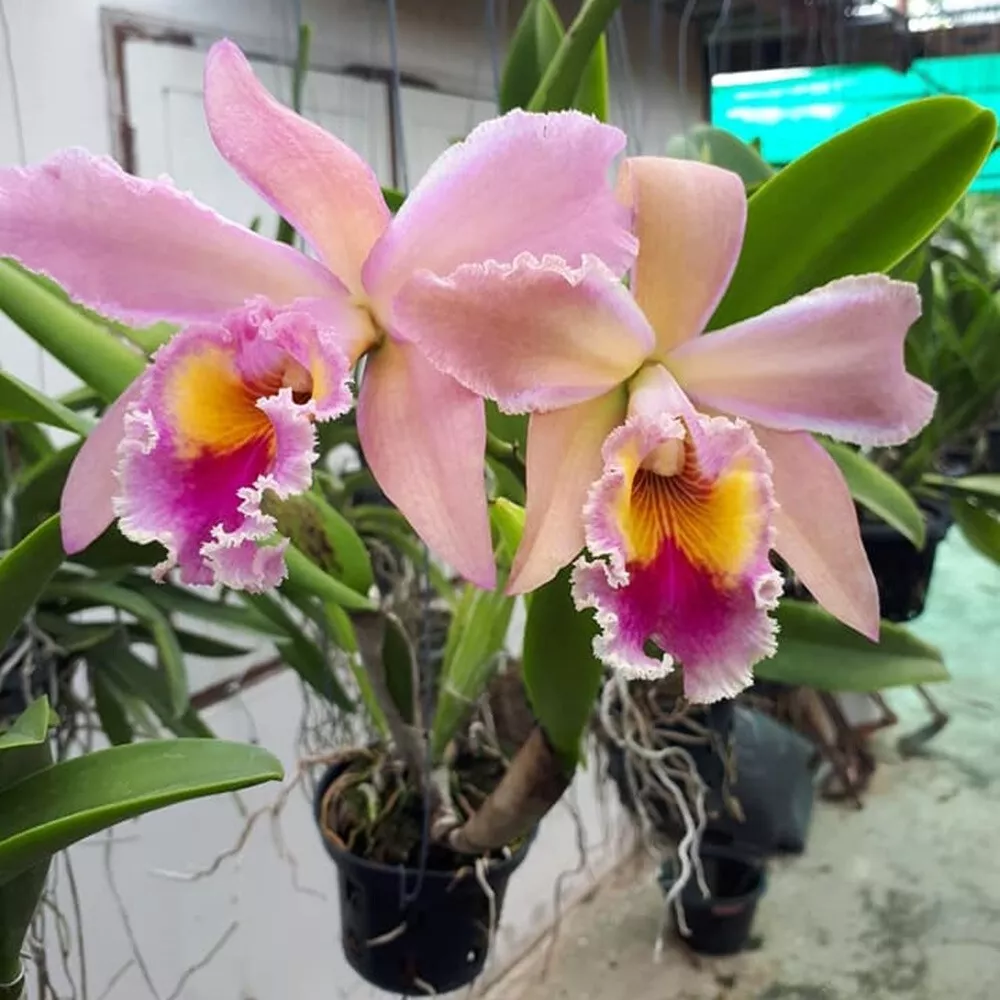 Cattleya Orchid Plant Blc George King Pot Size 3 4 Inchs