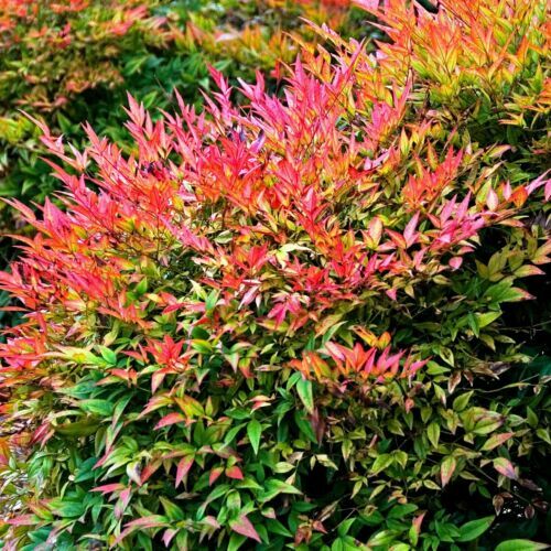 Roter Bambus 'Chinese Wonder', 1 Pflanze | eBay.de