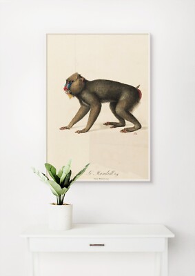 Jean-Baptiste Audebert: The Mandrill Monkey. Art Giclee Museum Luxury Gift Print