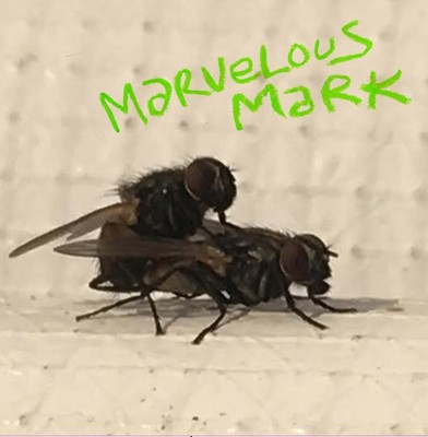 Marvelous Mark Buzzin' (Vinyl) (UK IMPORT)