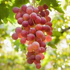 Grafted Grapevine 'Vanessa' - Red Seedless Outdoor Desert Grape - 15cm pot