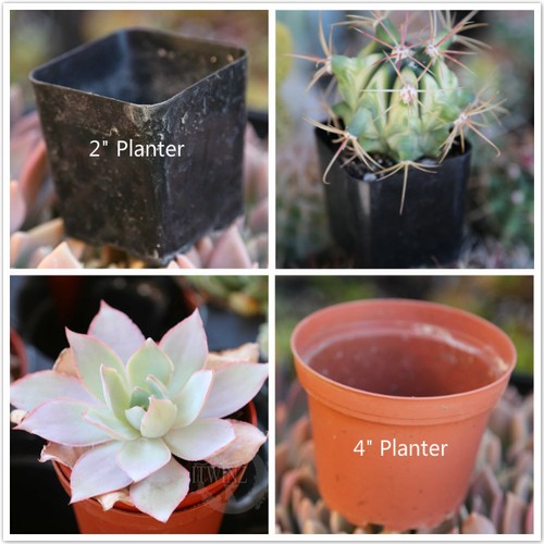 Used pot 4" 2" greenhouse nursery planter Succulent Plants Soil container 