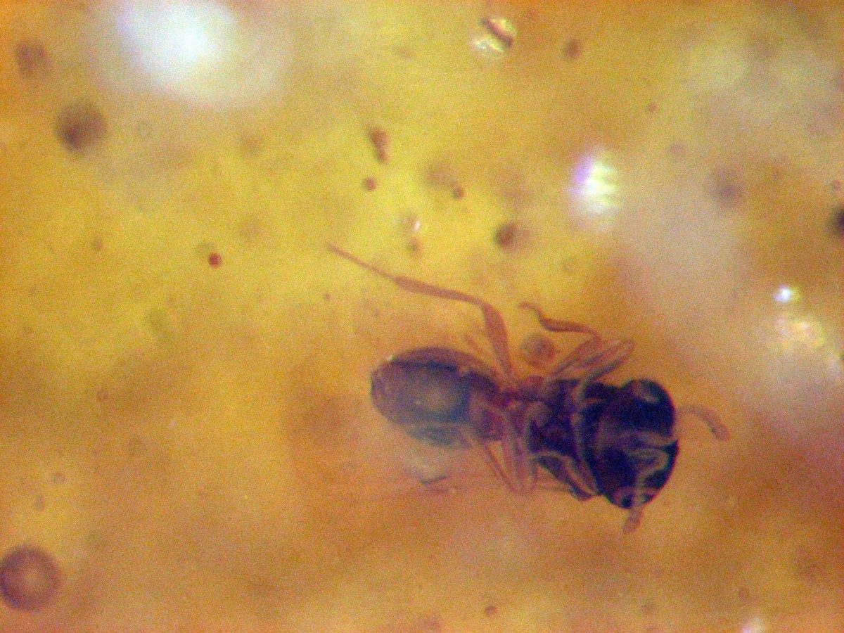 Miocene Colombia Amber with fossil insects tiny sweat bee cute #3