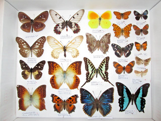 World butterfly and moth collection COLLECTOR framer artwork domes box 27