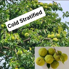 20 SEEDS Hedge Osage Orange Cold*Stratified Bowwood Horse Apple Mapo Bois d'arc