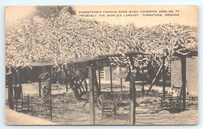 Postcard Tombstones Famouse Rose Bush Arizona White Lady Banksia Rose Tree Inn
