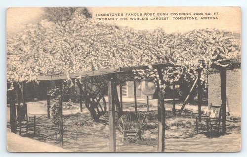 Postkarte Tombstones Famouse Rose Busch Arizona White Lady Banksia Rose Tree Inn - Bild 1 von 2