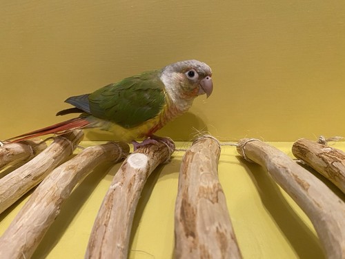 Bird cage/small pet bridge - Picture 3 of 4