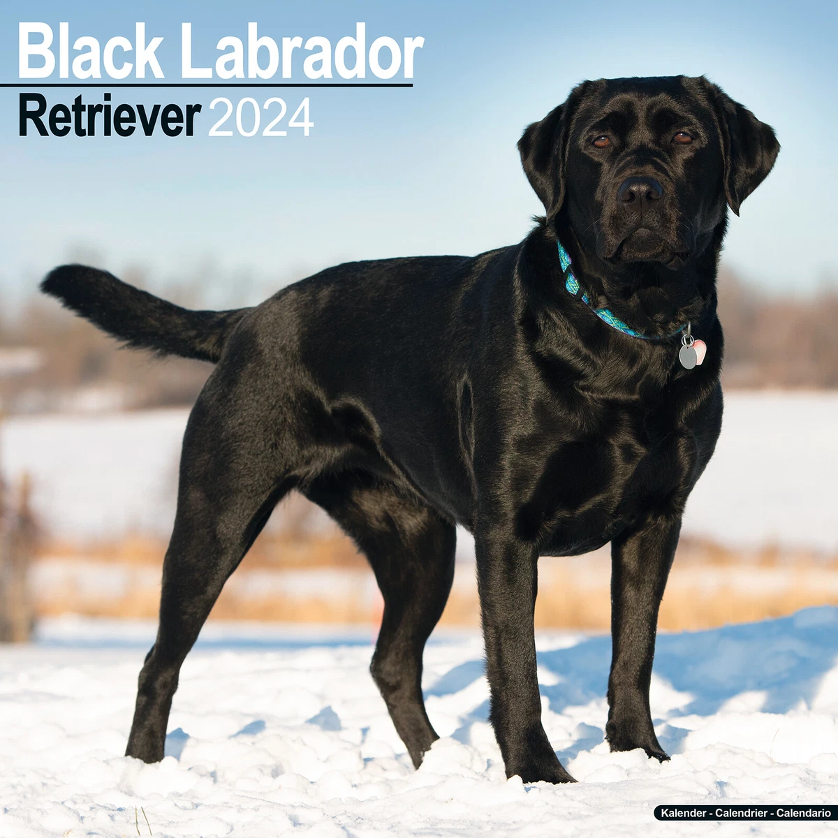 Black Labrador Retriever Calendar 2024 Dog Breed Wall 15% OFF MULTI ORDERS!  | eBay