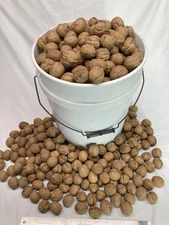 20 lbs California Chandler Walnuts in Shell Freshly Harvested November 2025