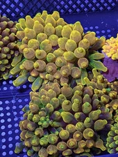 RARE ~6-8” Chicago Sunburst CHSB CSB Bubble Tip Anemone BTA Live Coral High End