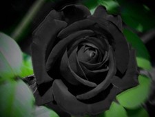 Aceite con aroma a vela de 4 oz-rosa negra