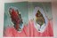 2-Cardinal-Collages-amp-Original-watercolor-ACEO-2-5-x-3-5-art-card-R-Tobaison thumbnail 3
