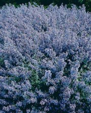 Herb Catmint mussinii x 2 plug plants herb Nepeta catnip bees perennial lavender