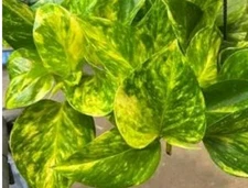 Fernando Fire Pothos 3 Fresh Cuttings Epipremnum  No Roots