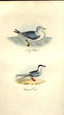 Original Old Antique Print Kitty Wake Tern Feathered Tribes 1841 Mudie Birds