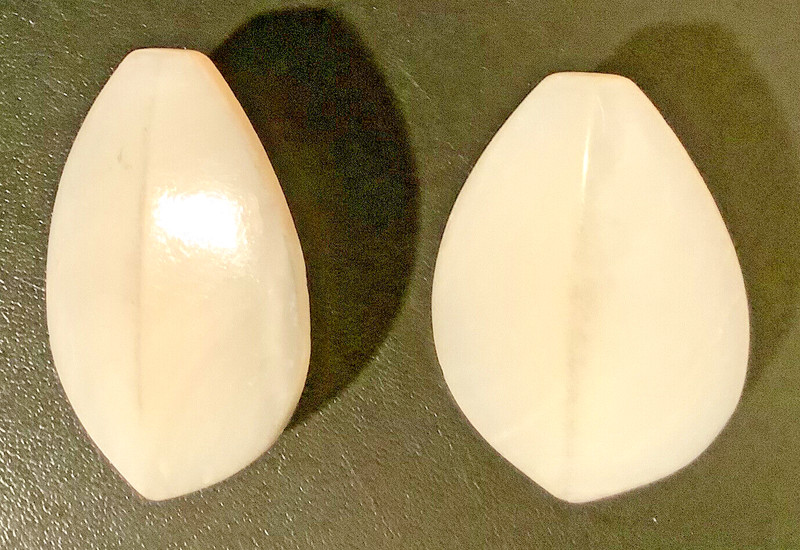 Big POLISHED MOTHER of PEARL Earrings Vintage Luminous Pierce Earrings