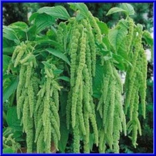 Green Cascade Amaranth- HUGE LONG FLOWER ROPES! Comb.S/H See Our Store