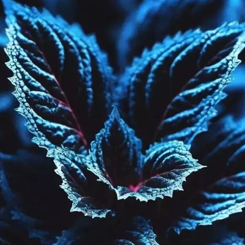 20PCS Coleus Seeds – Rare Blue, Black, and Green Foliage – Unique Garden Accent - Picture 5 of 9