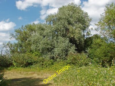 Foto 12x8 White Willow, Wraysbury Sunnymeads Eine weiße Weide (Salix alba) c2014