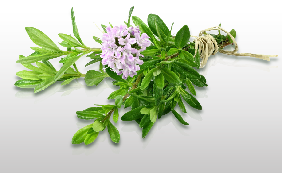 100 Graines THYM DE PROVENCE - Le Grenier D'Abondance - Thymus Vulgarus - Aromatique