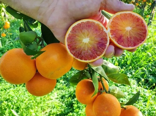 ♥️ Frische Saftorangen Sizilien kg 17 fur saft BIO Kostenloser Versand . - Bild 8 von 8