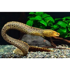 Tiger Moray-Eel 8–10” – Live Exotic Freshwater Aquarium Fish for Experienced Kee