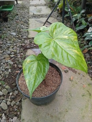 Real Picture Anthurium Pedatoradiatum Variegated Rare Plant