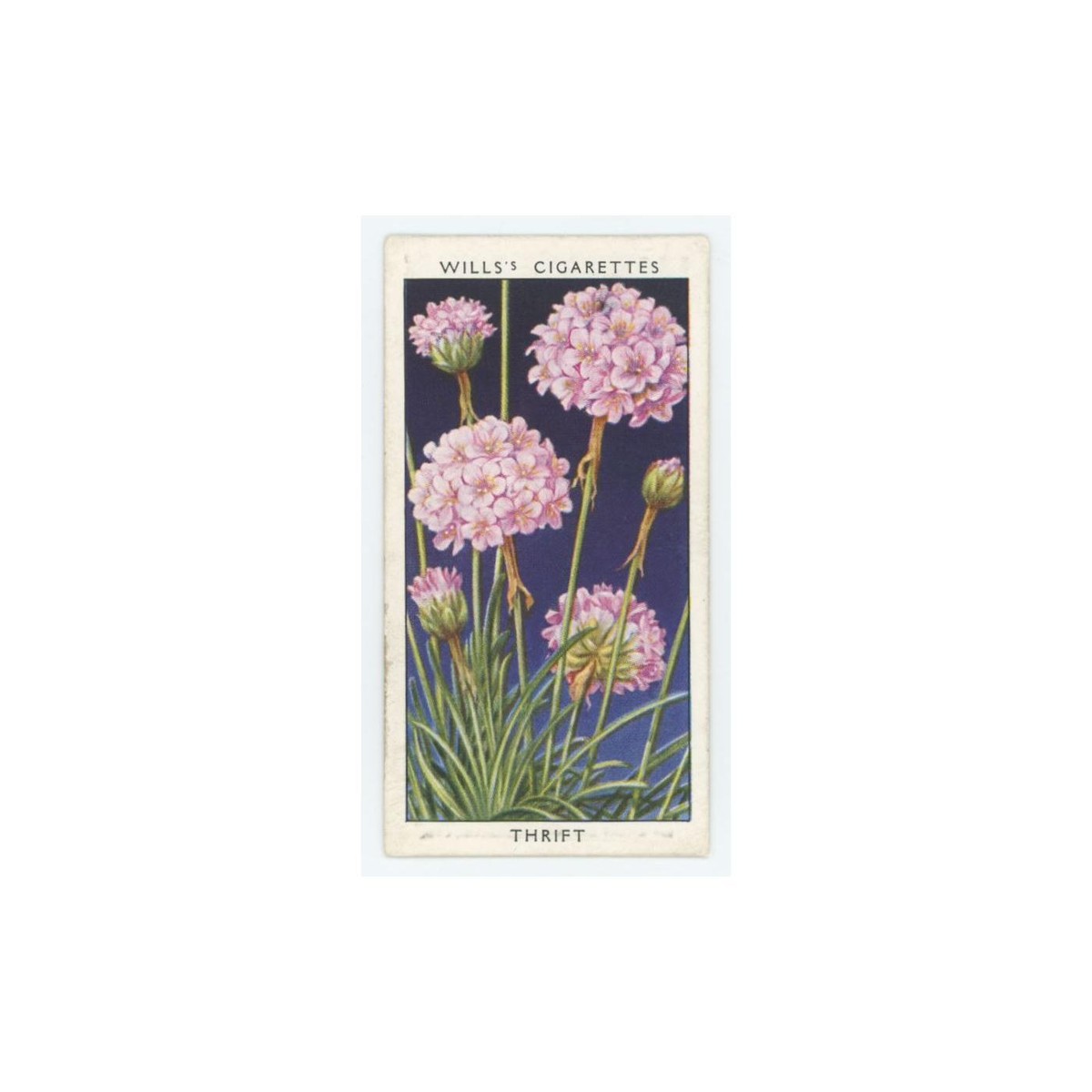 1936 Wills' Cigarettes Wild Flowers Thrift or Sea Pink #43