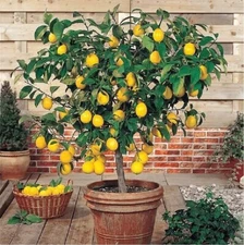 LIVE PLANTS LEMON TREES 1 yo 3"+TALL EDIBLE CITRUS FRUIT LANDSCAPING SEEDLING