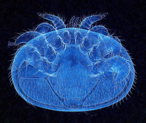 Adaptador de cámara DSLR SONY Minolta AF A OLYMPUS U-CMAD3 tubo de microscopio - Imagen 5 de 9