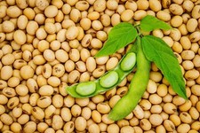 Proteína vegana de soja orgánica soja glicina Max frijoles enteros legumbres de soja