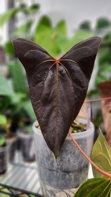 Anthurium Portillae NSE x Anthurium carlablackiae NSE seedling  | eBay