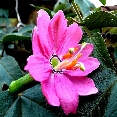 20 BANANA PASSIONFRUIT SEEDS (Passiflora Mollissima) Fast Flower Vine Plant RARE - Picture 4 of 12