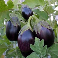 100 BLACK BEAUTY EGGPLANT SEEDS FRESH HARVEST FOR GARDENS